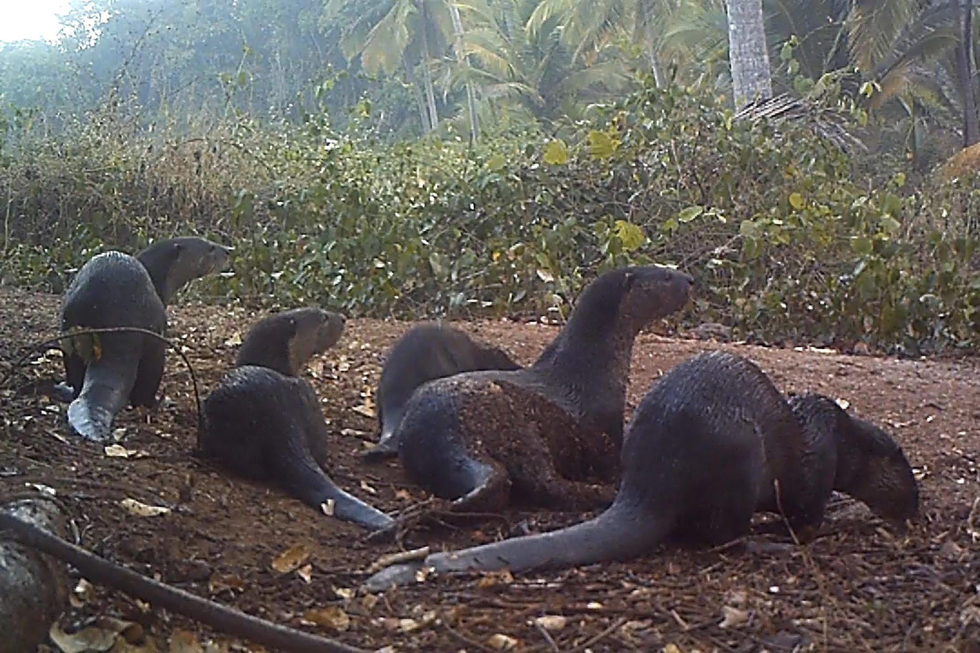 Camera trap picture of smooth-coated otters on Chorao Island in Goa. Katrine Burford-Bradshaw