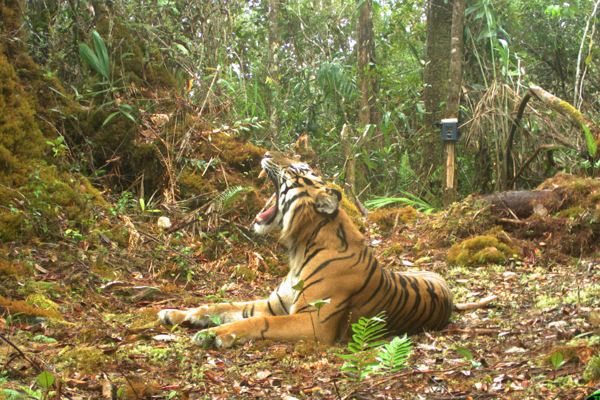 Tiger in the forest caught by camera trap