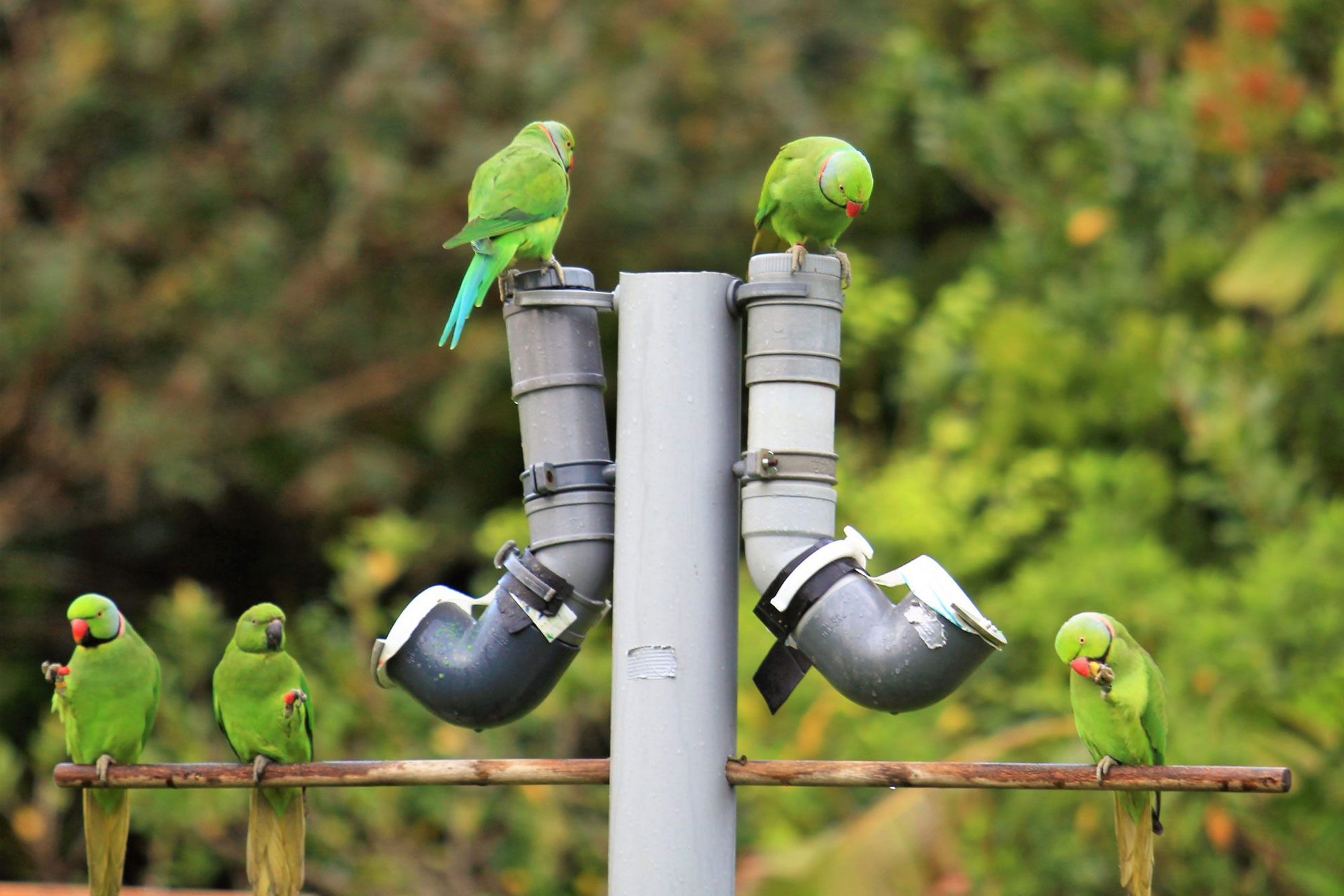 Parakeets at feeders