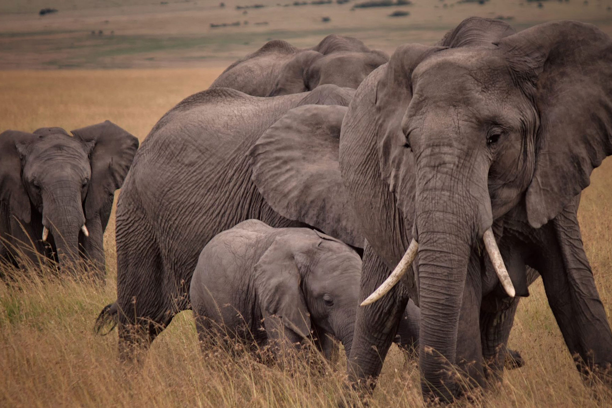 African Bush Elephants, Maasai Mara