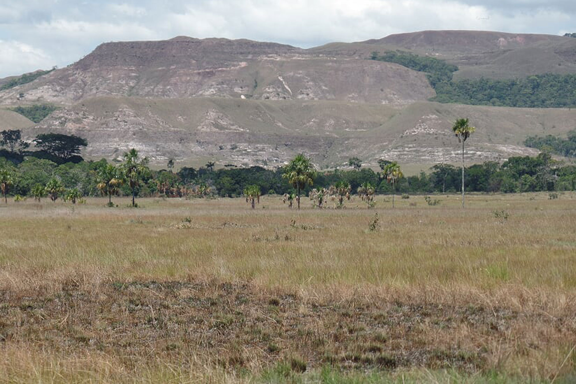 Venezuelan savanna