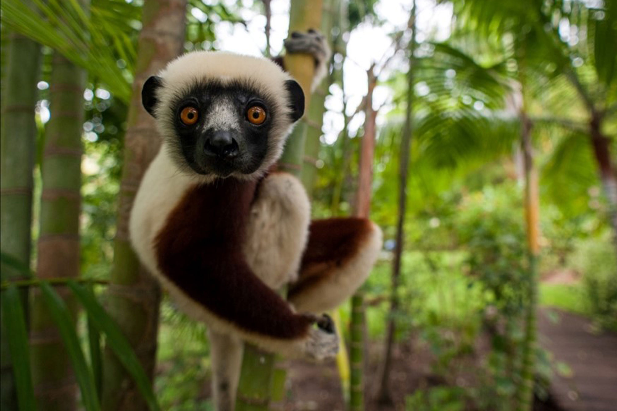 Madagascan lemur