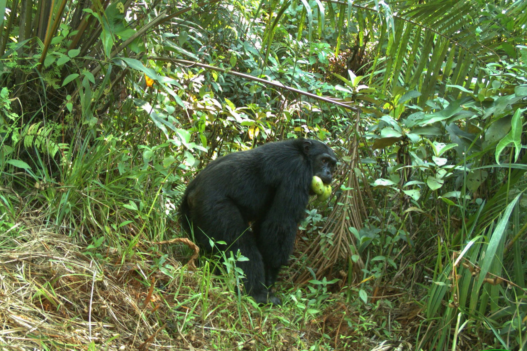 Camera trap image of Moyamba chimp with mangoes