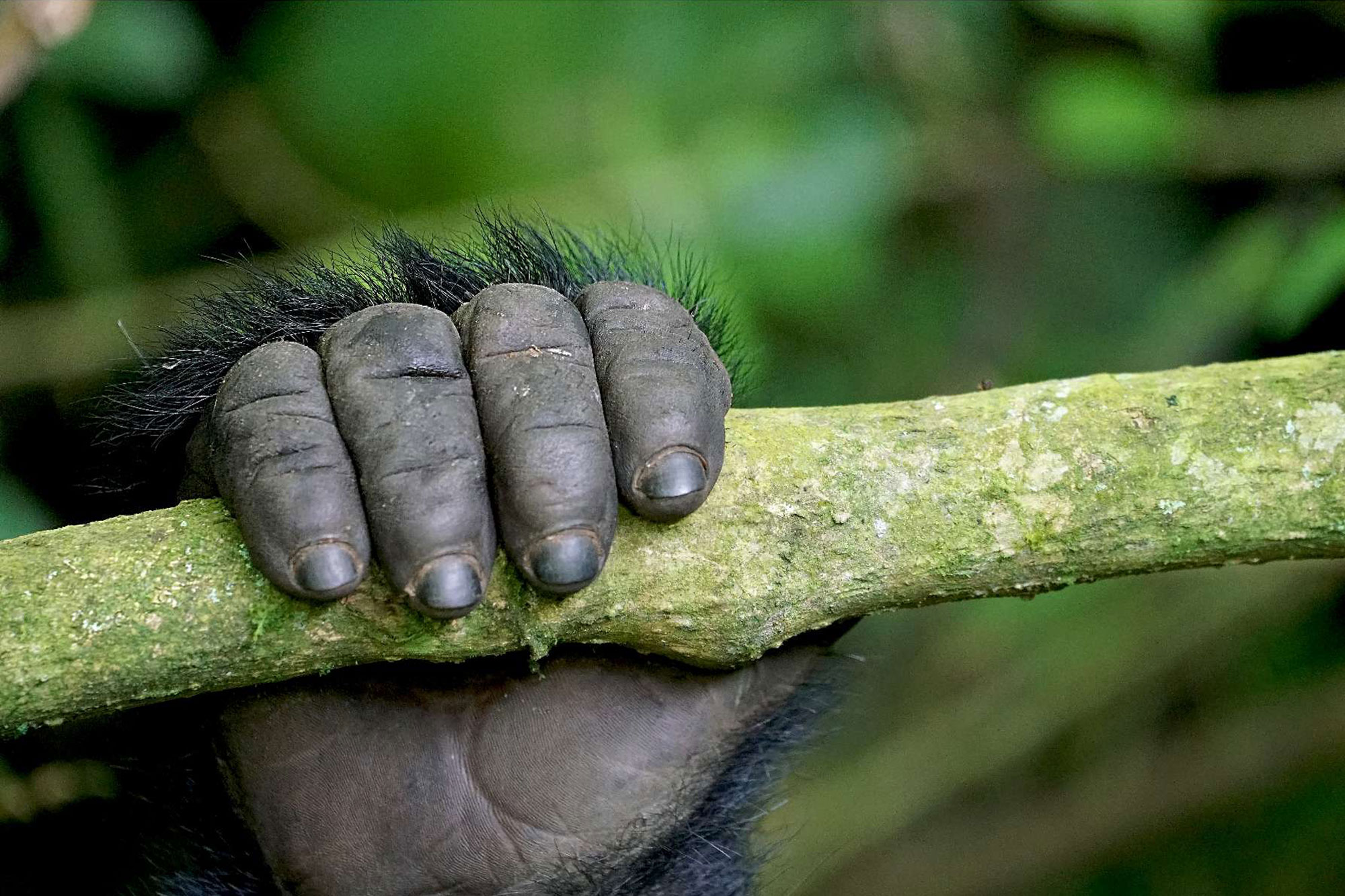 Gorilla hand grasping branch