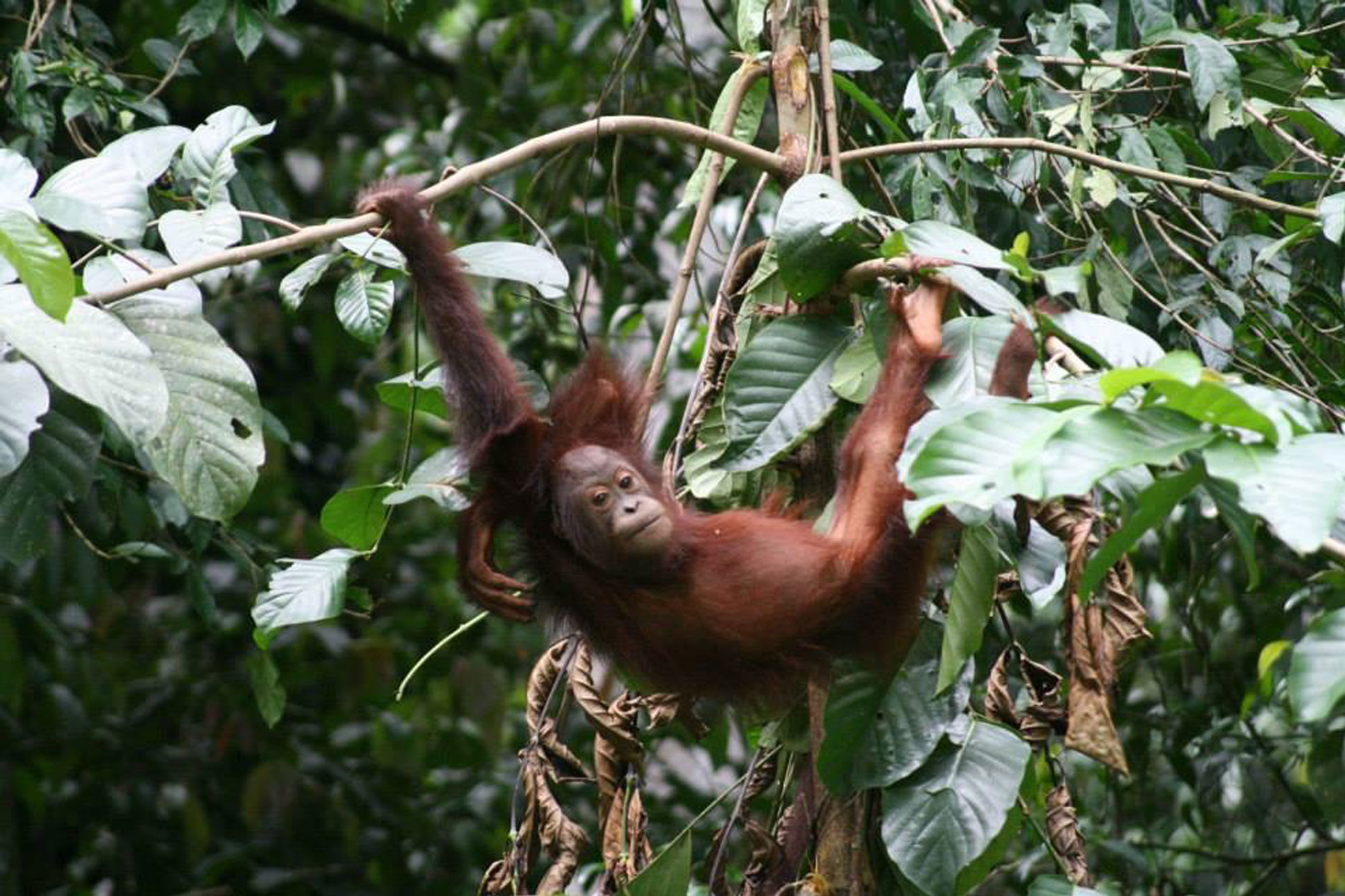 Bornean orang-utan in Sabah, Malaysia