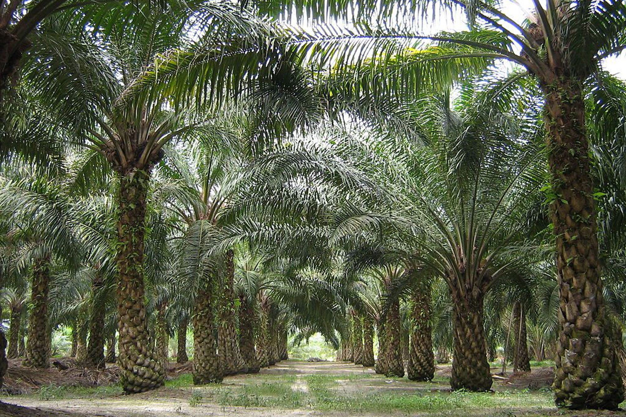 oil palm grove