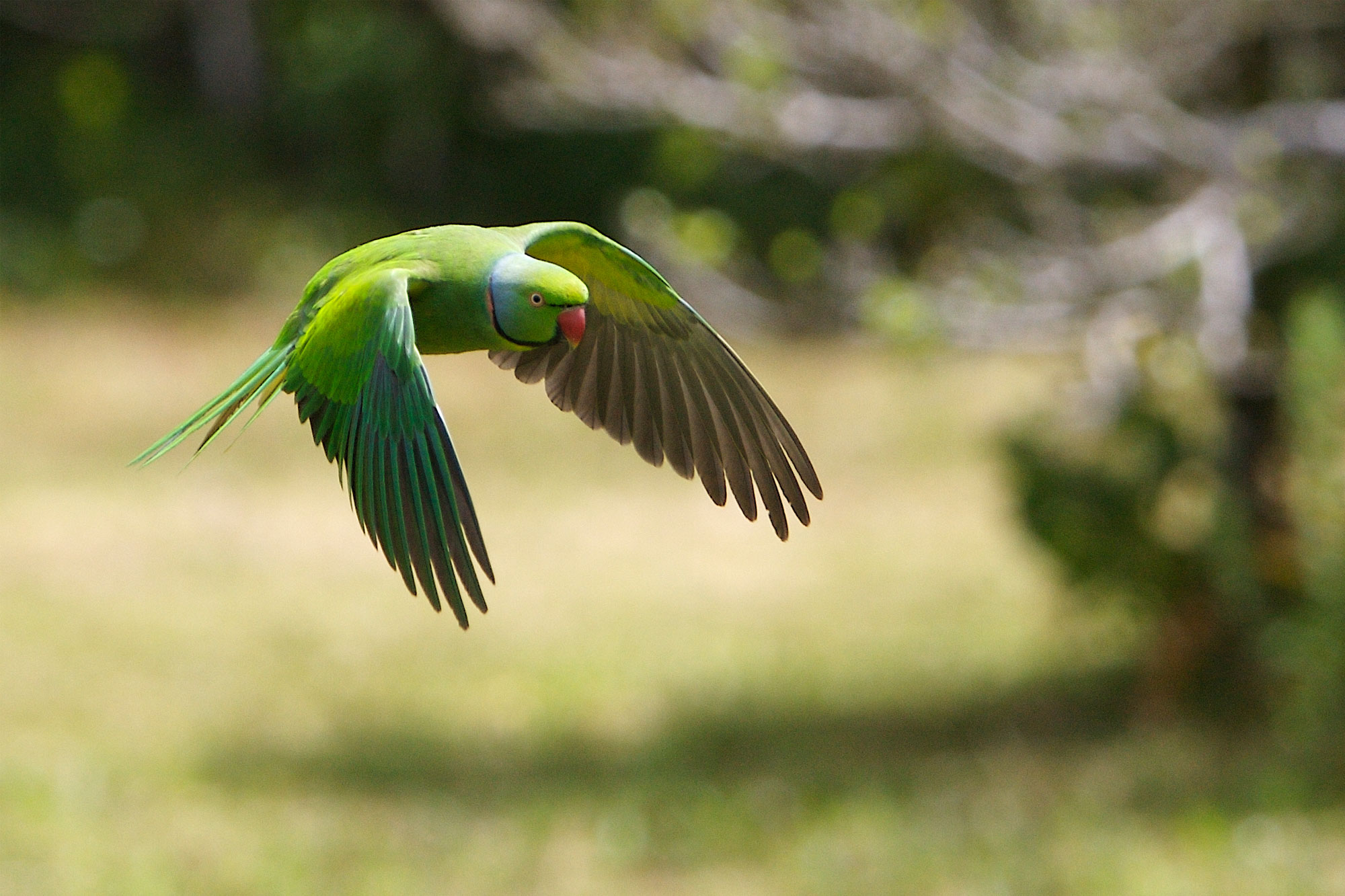 Endangered Mauritius parakeet (Psittacula echo)