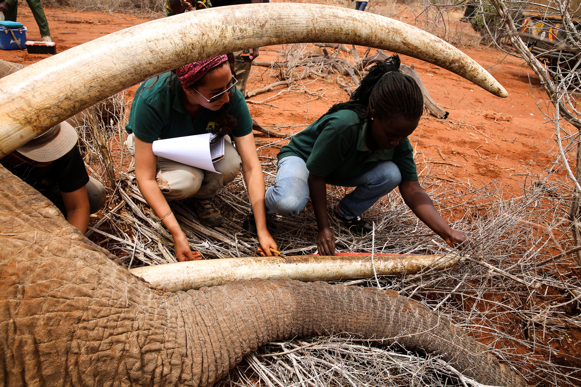Measuring an elephant tusk during a collaring operation