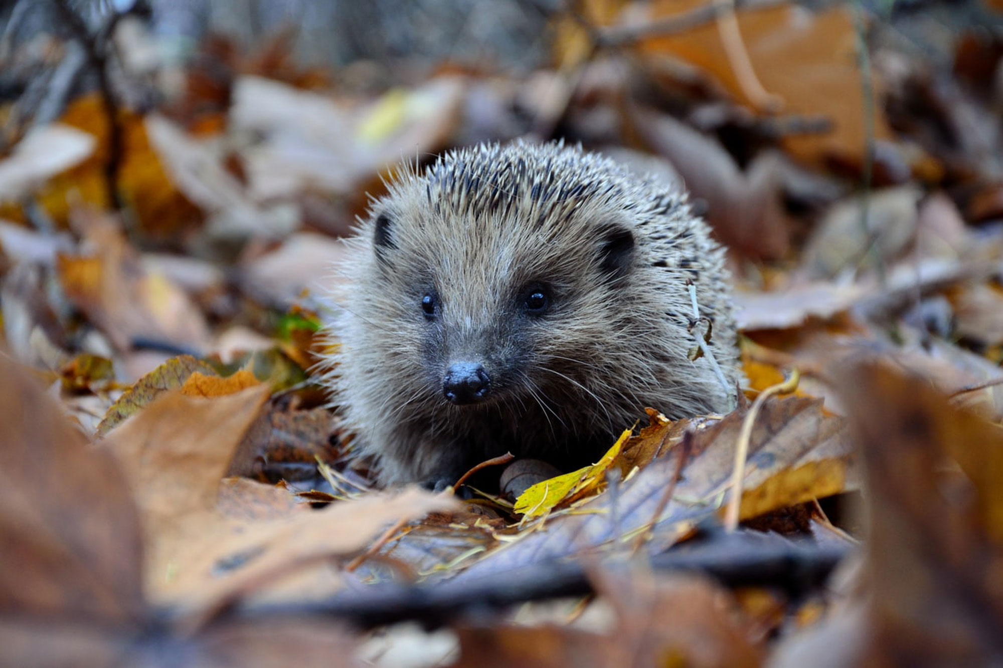 Hedgehog amidst autumn leaves