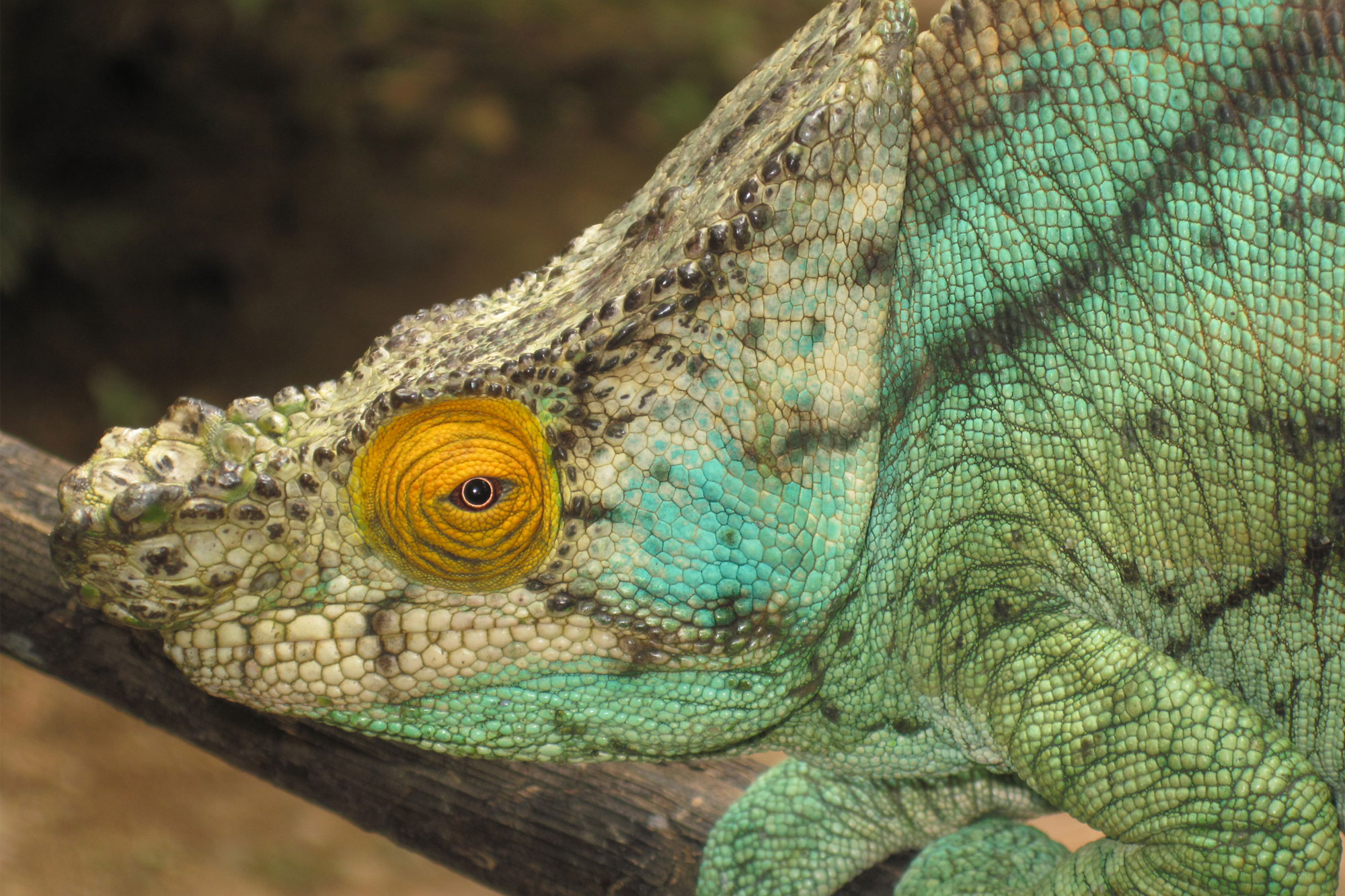 Scaly reptile reclining on a branch