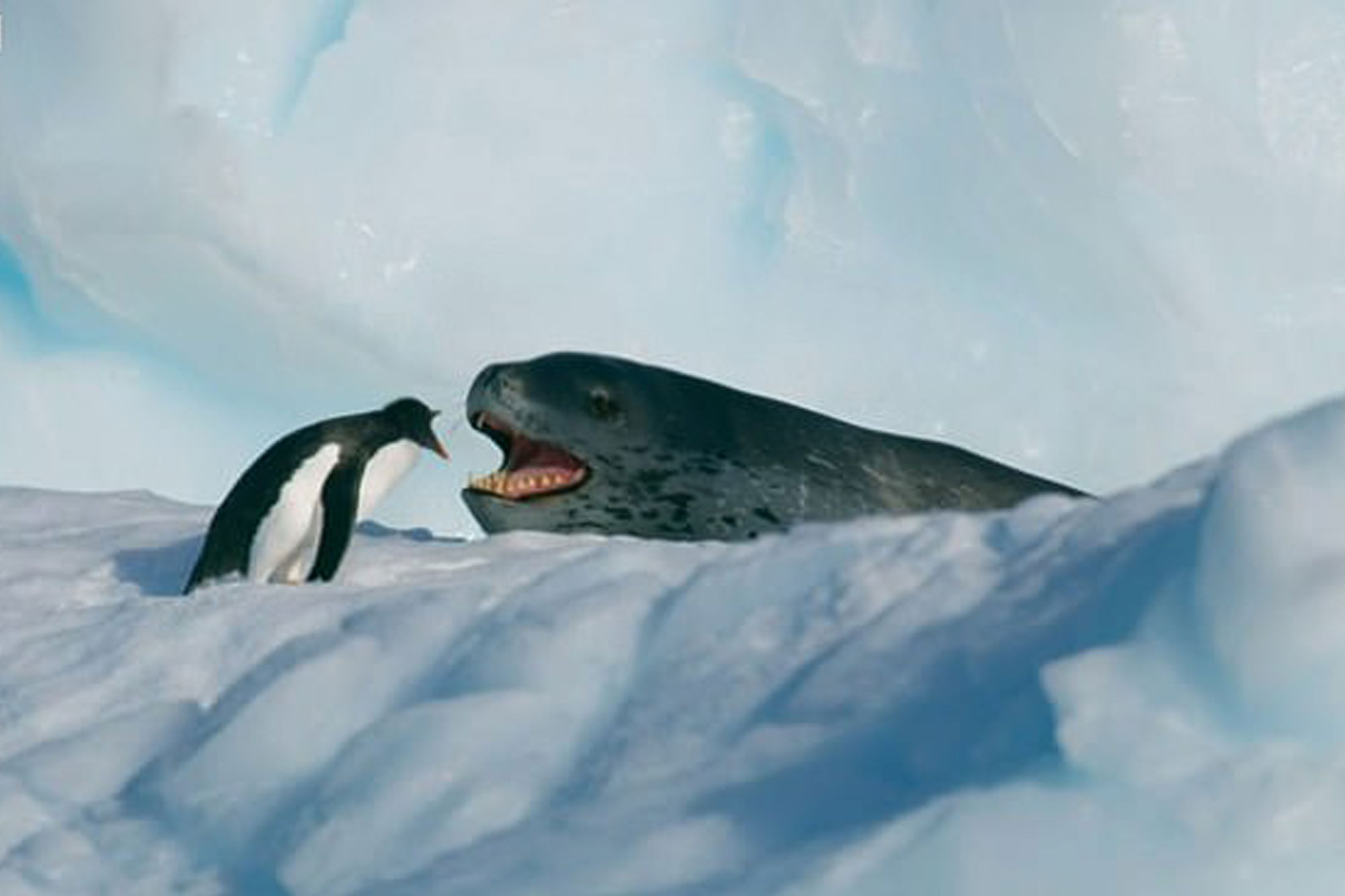 A gentoo penguin comes face to face with a leopard seal on Seven Worlds, One Planet.