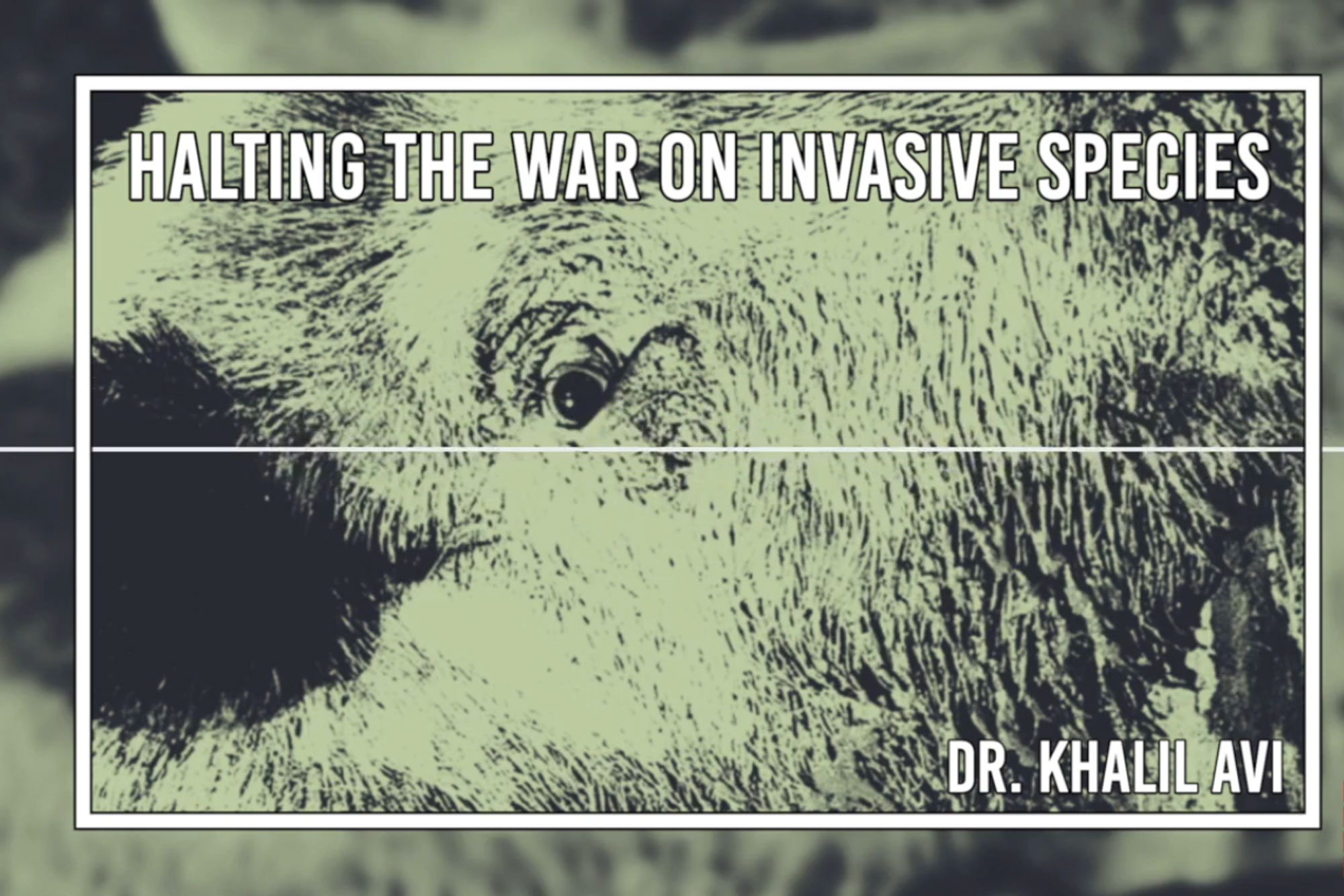 Screenshot featuring a boar for Halting The War On Invasive Species podcast