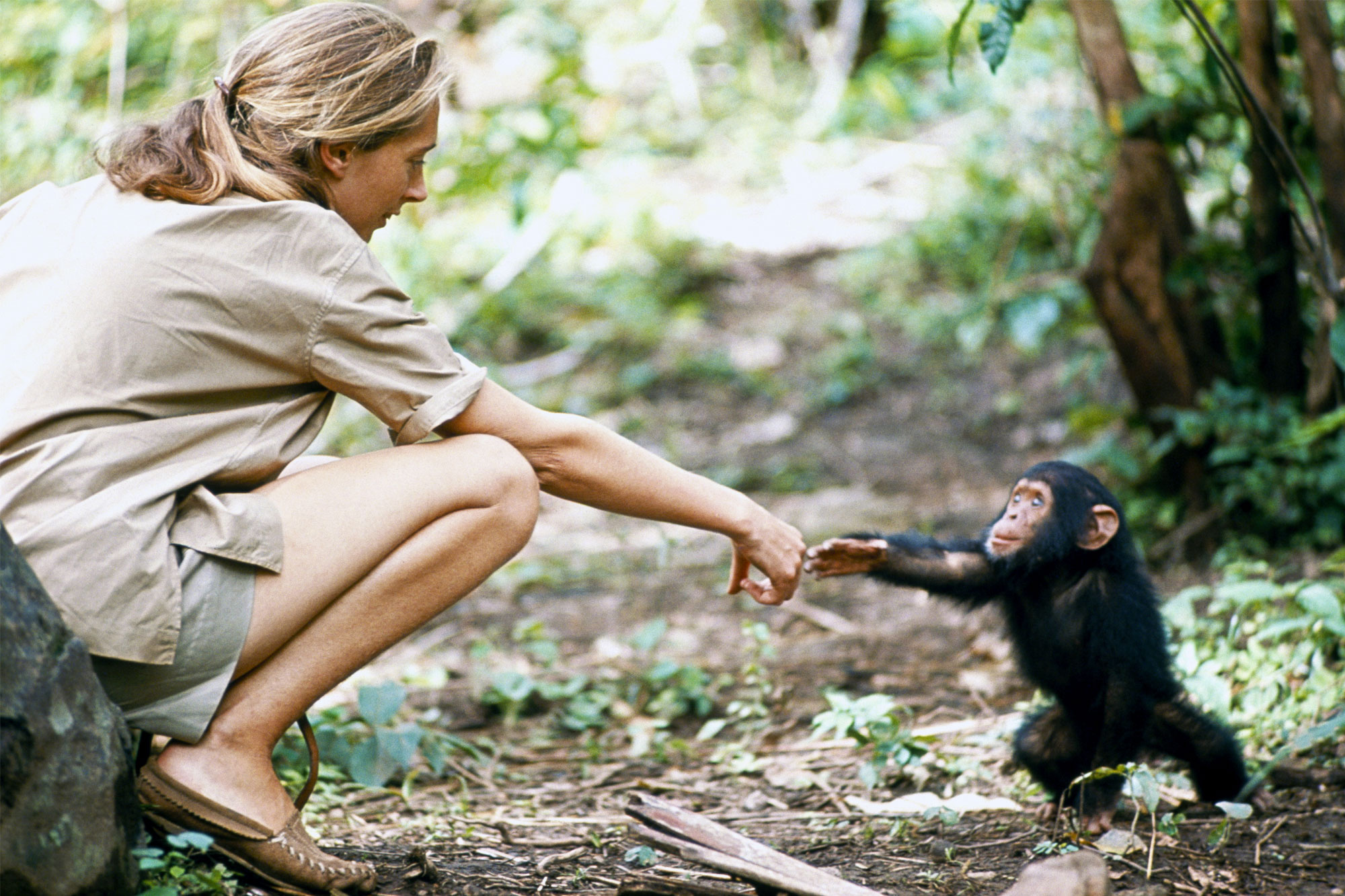 Young researcher Jane Goodall with baby chimpanzee Flint at Gombe Stream Reasearch Center in Tanganyika