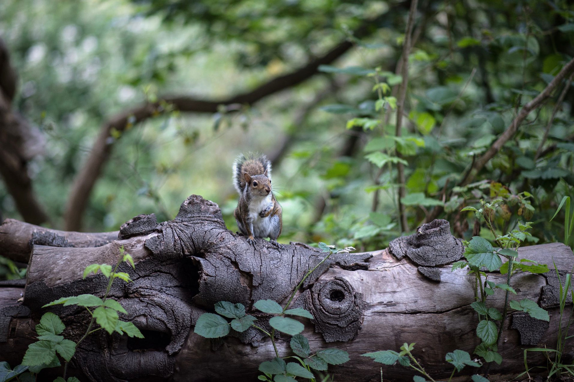 Grey squirrel on felled log