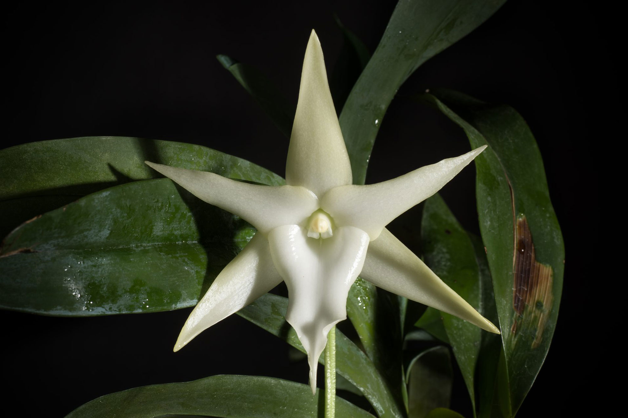 [East Coast, Madagascar] Angraecum sesquipedale Thouars Hist. Orchid