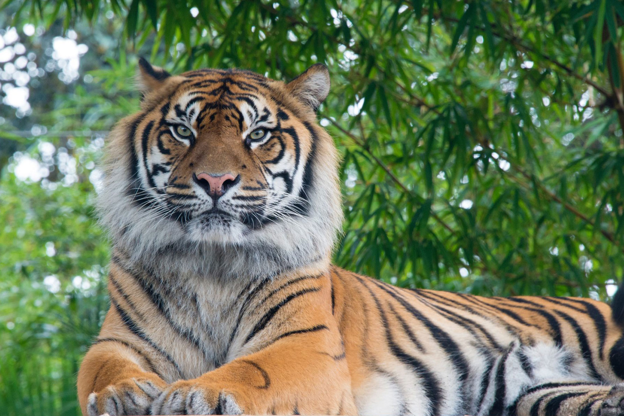 Striped tiger, a flagship species