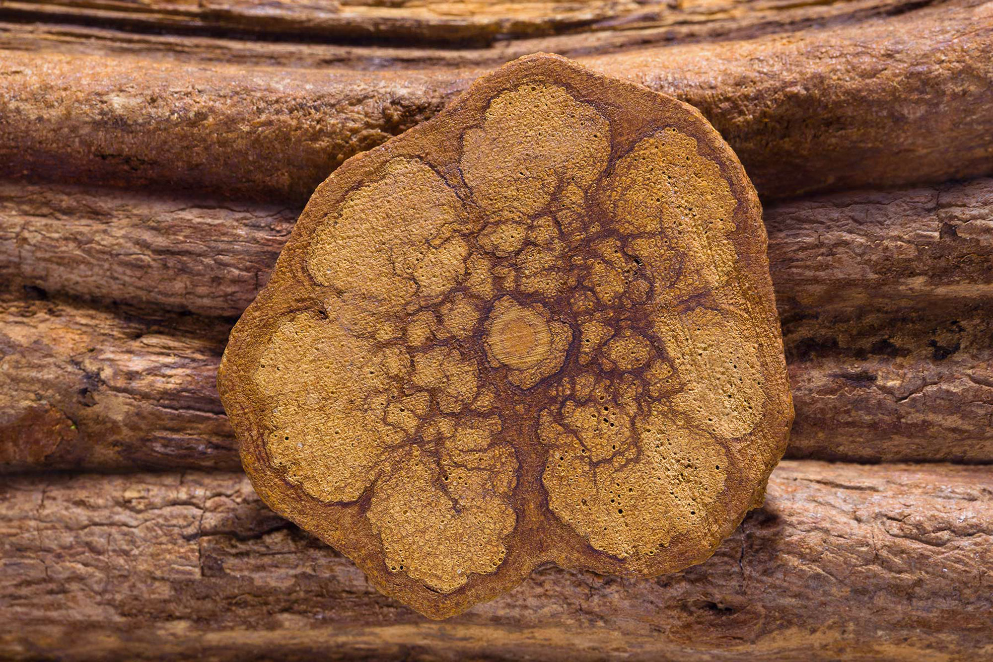 Banisteriopsis caapi (ayahuasca) wood and cross-section