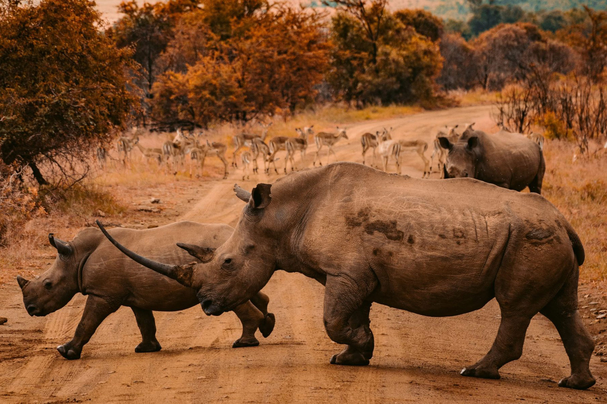 Two rhinos cross a dusty path
