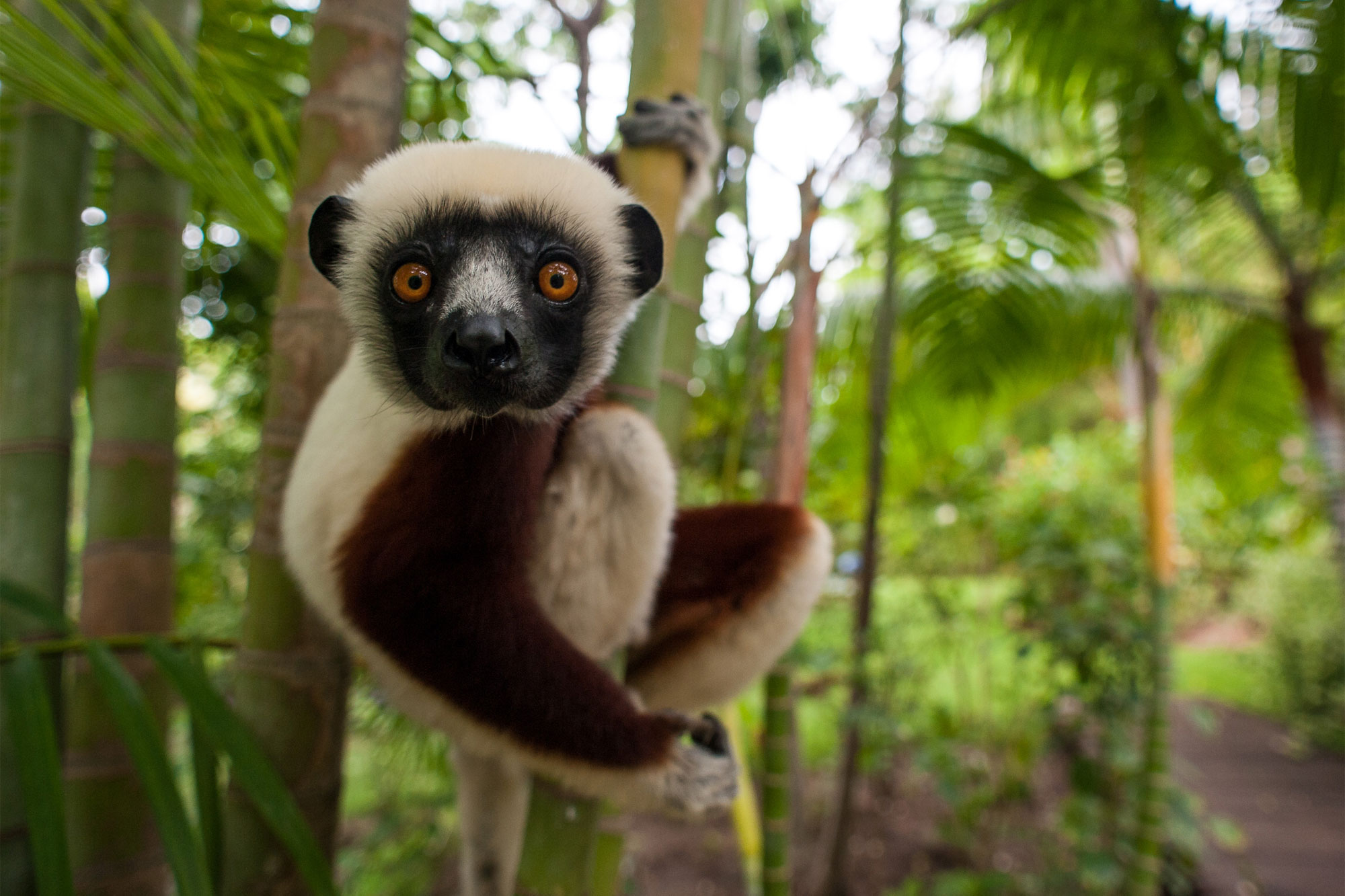 Lemur looking at camera in natural habitat