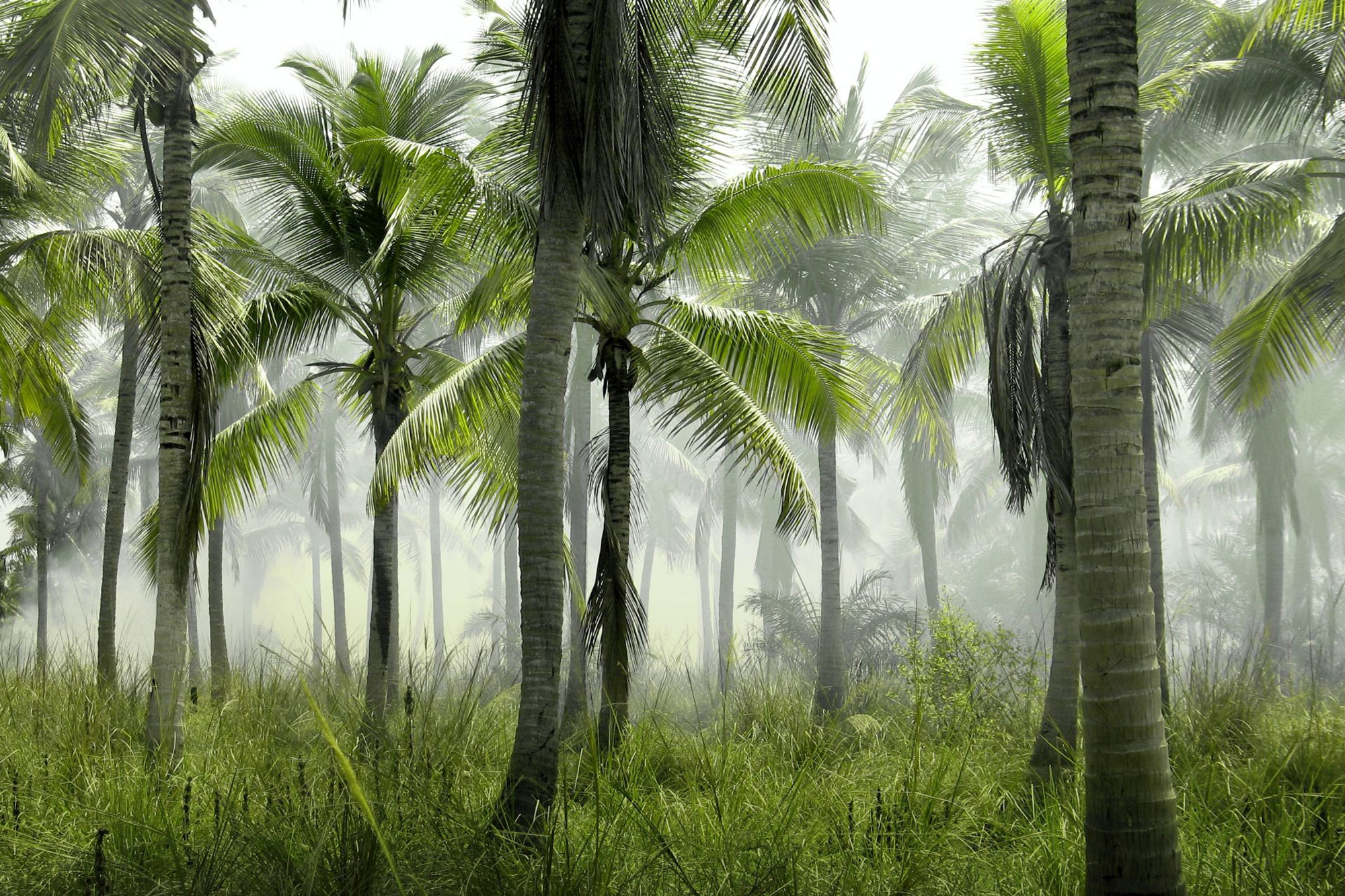 Palm trees in hazy jungle landscape