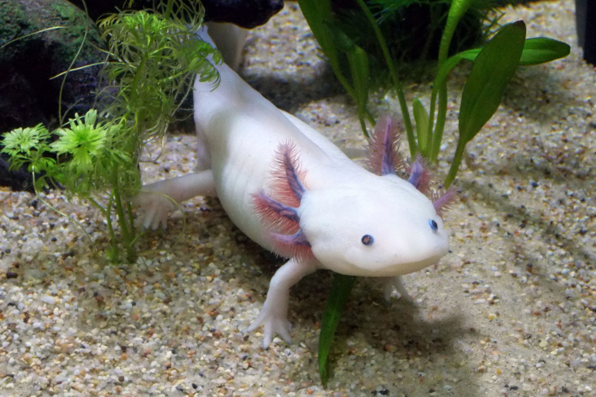 White Axololotl in aquatic habitat