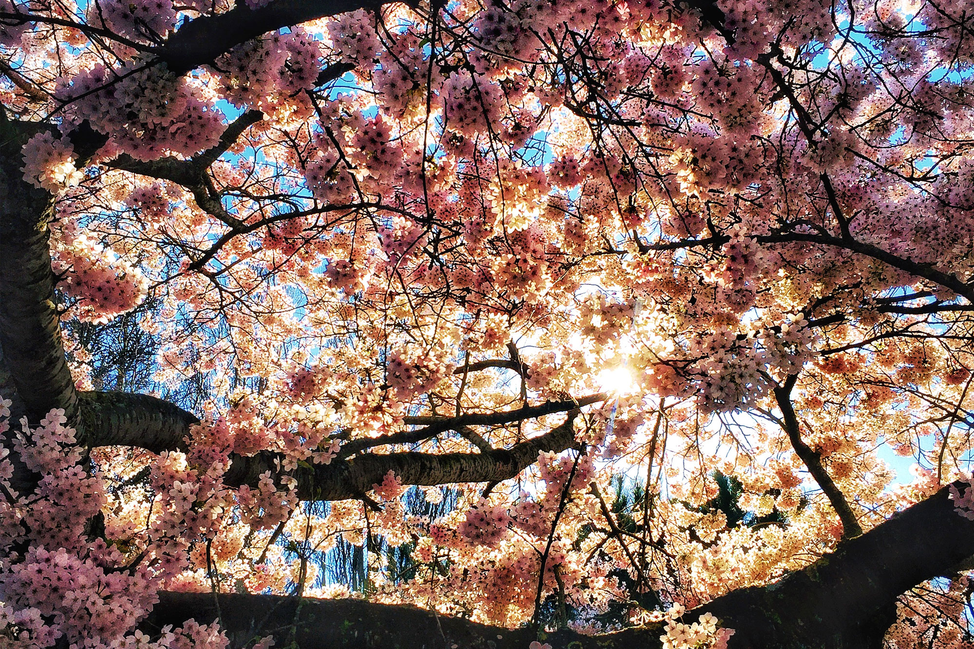 Sunlight dappling through cherry blossoms seen from below
