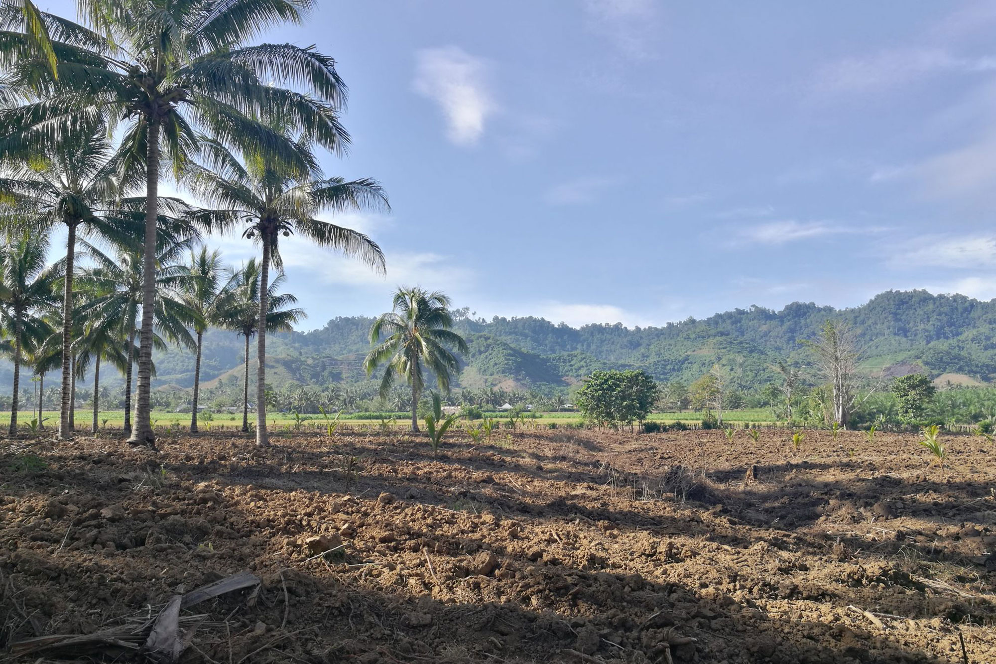 Area of deforested land to make coconut oil