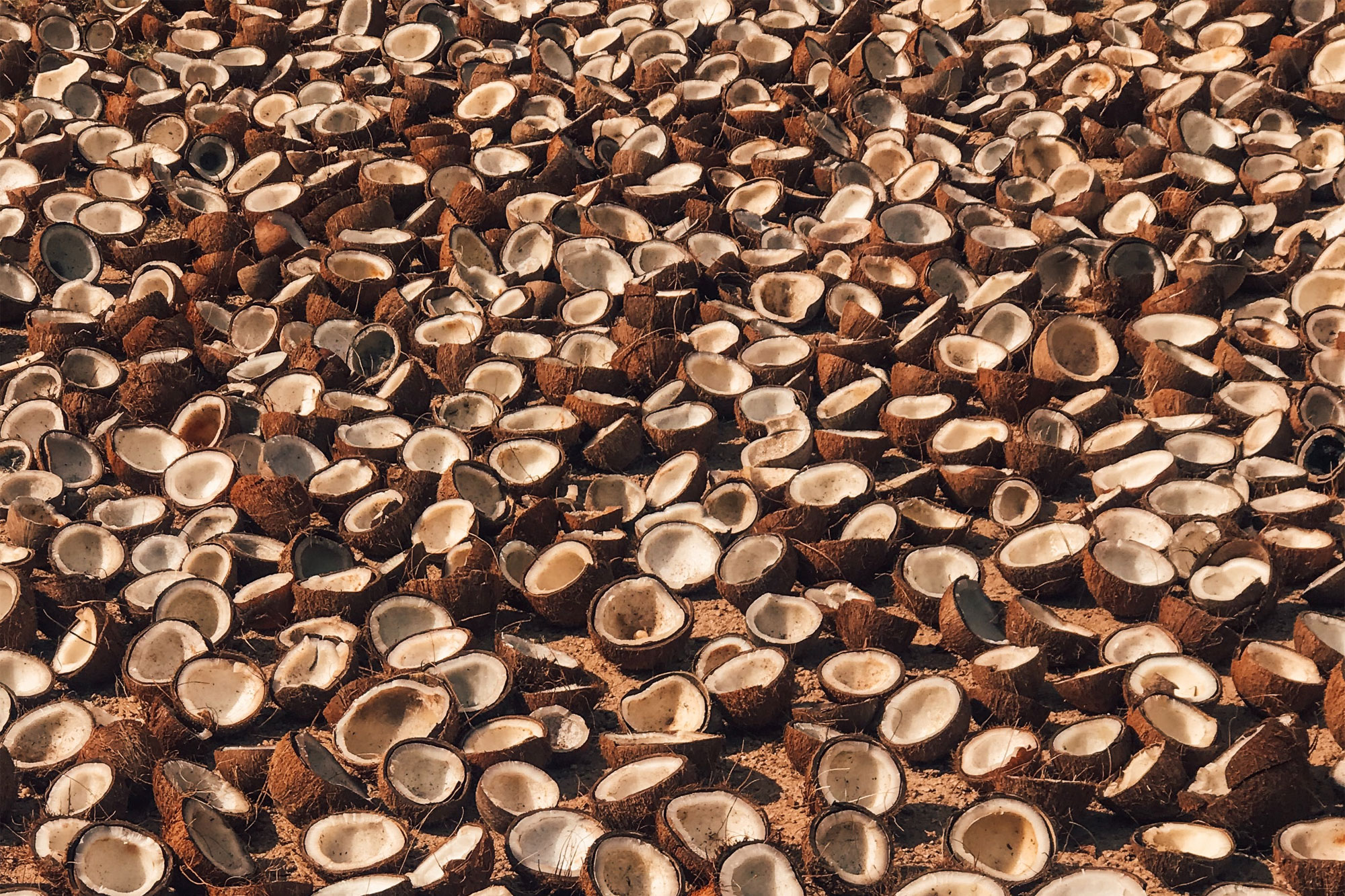 Field of empty, halved coconut shells