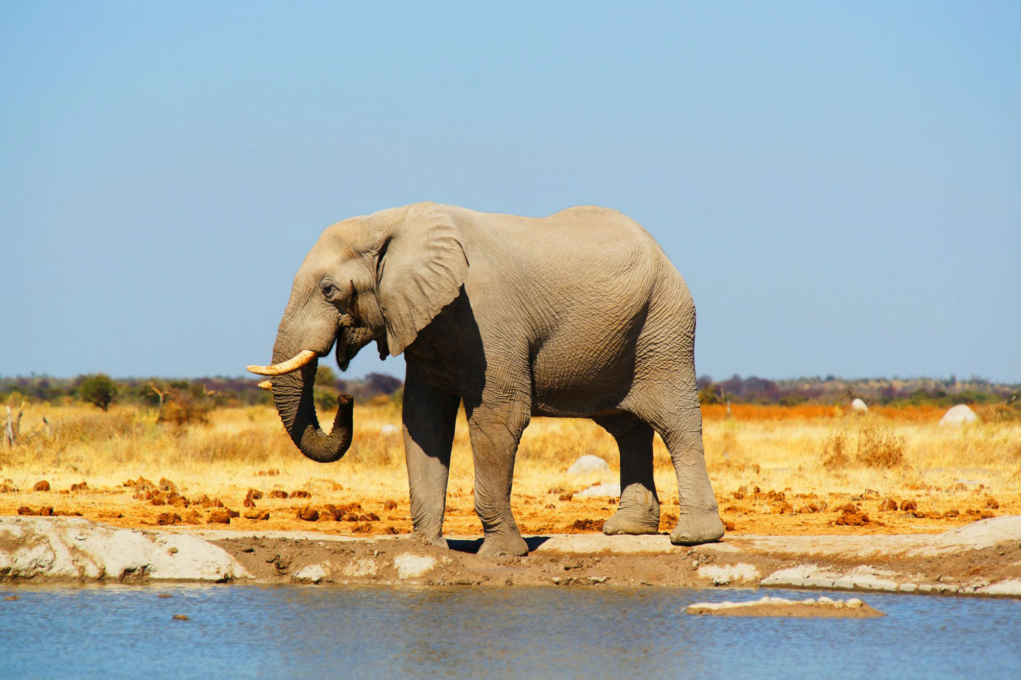 African elephant standing at a waterhole