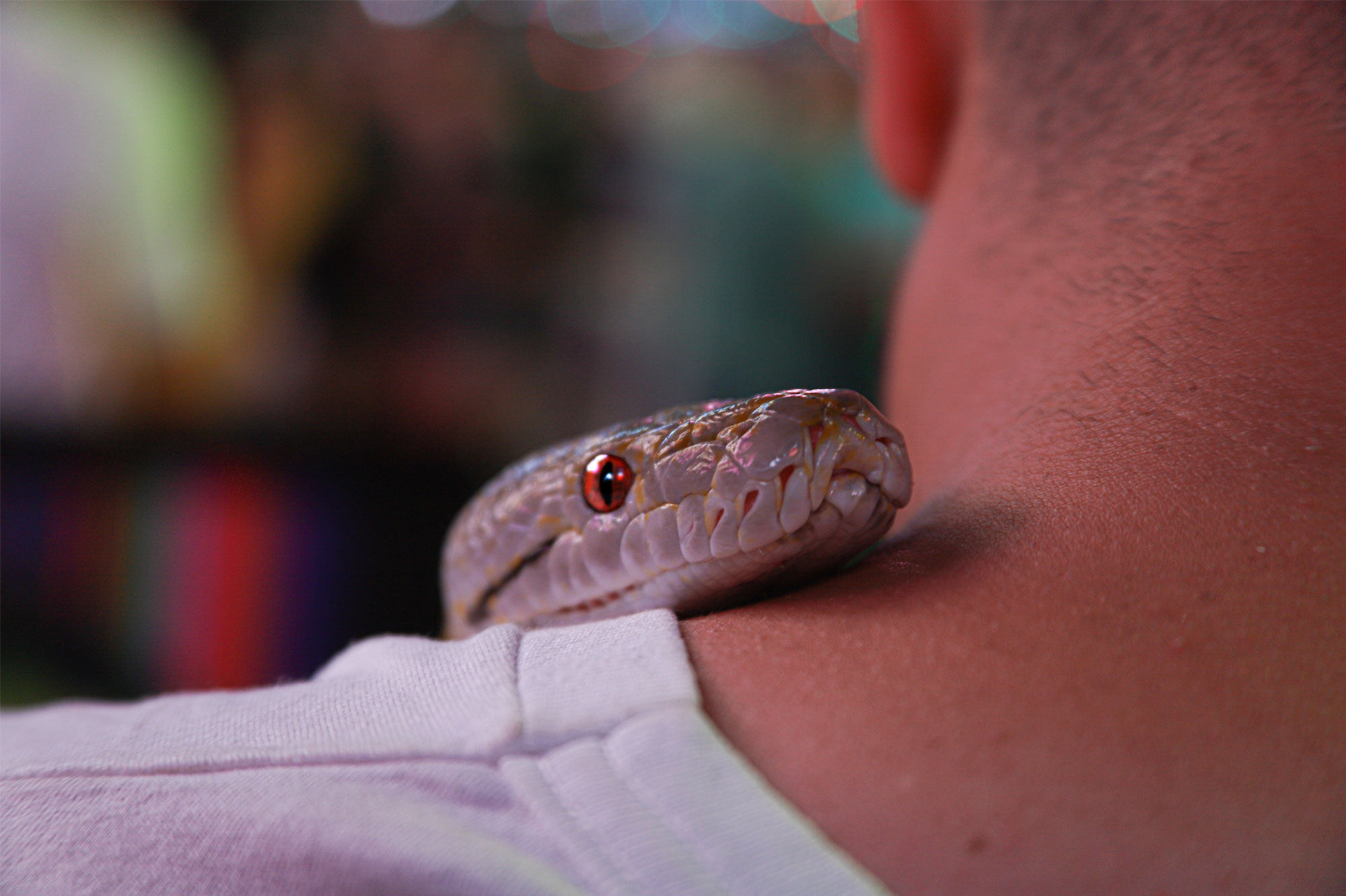 Grey snake on neck