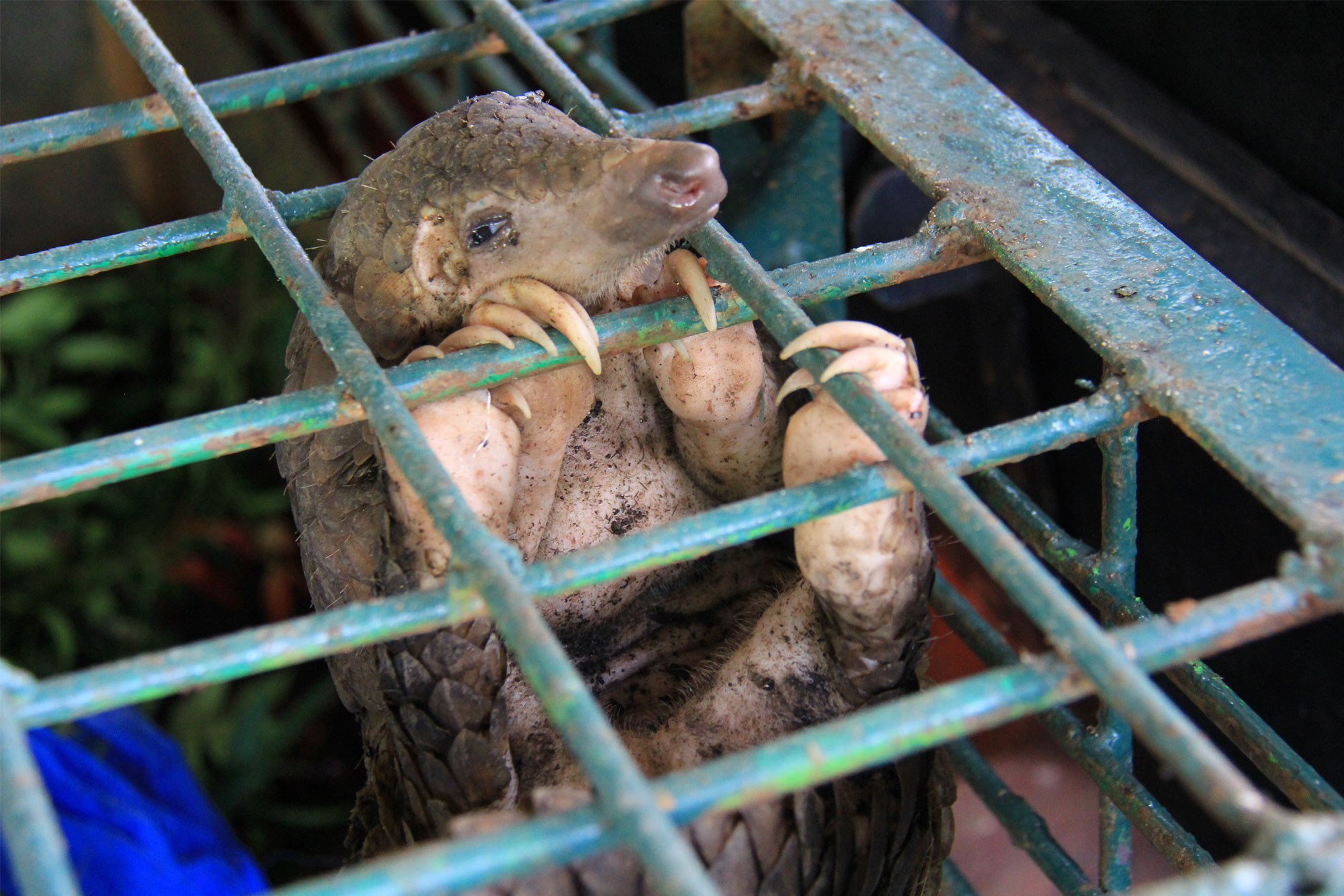 A smuggled pangolin rescued from the illegal wildlife trade in Indonesia.