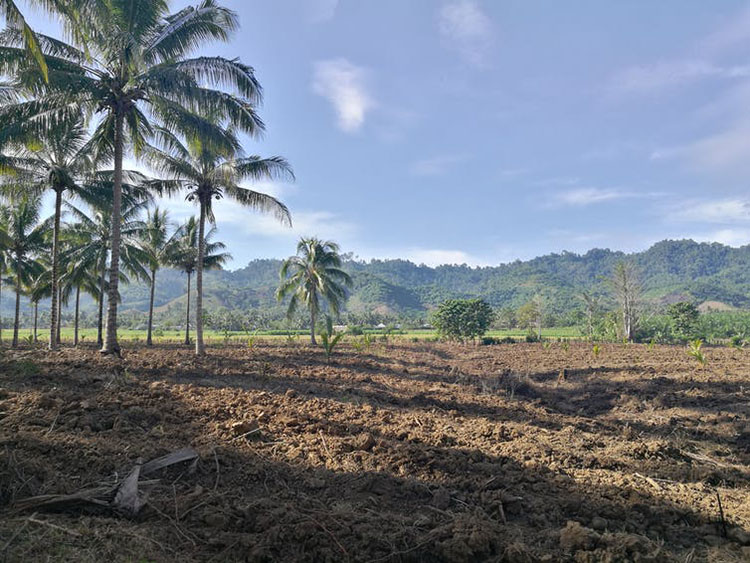 A smallholder coconut plantation in Gorontalo, Indonesia.
