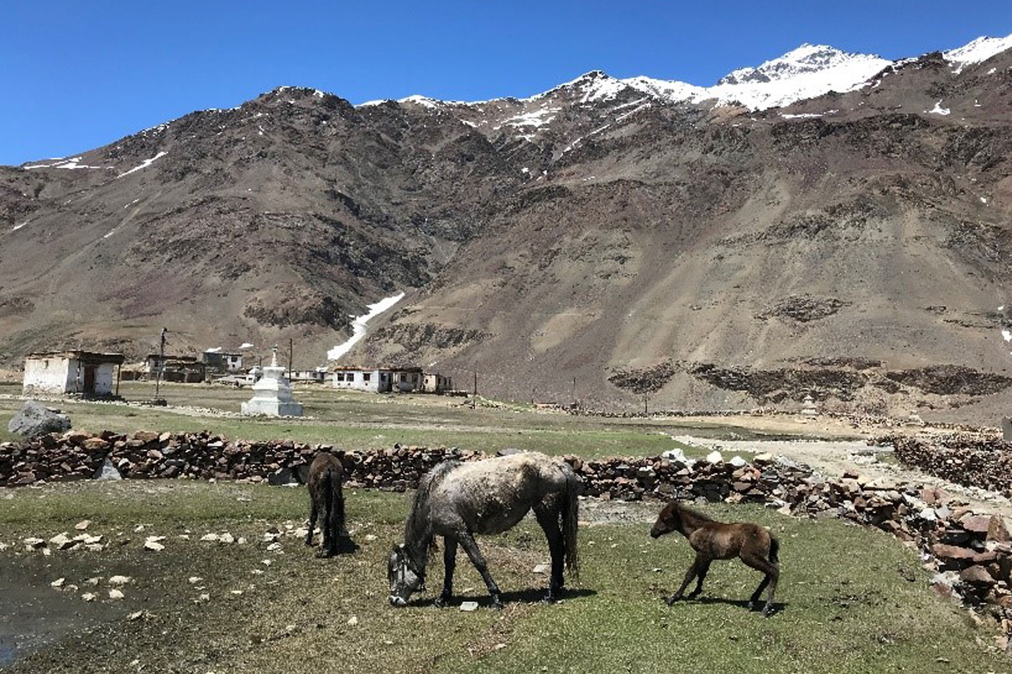 A Himalayan farm with livestock grazing