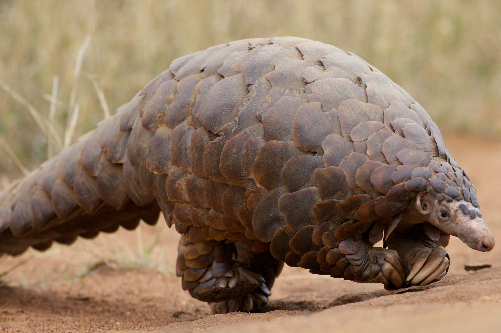 Pangolin at Madikwe Game Reserve in South Africa
