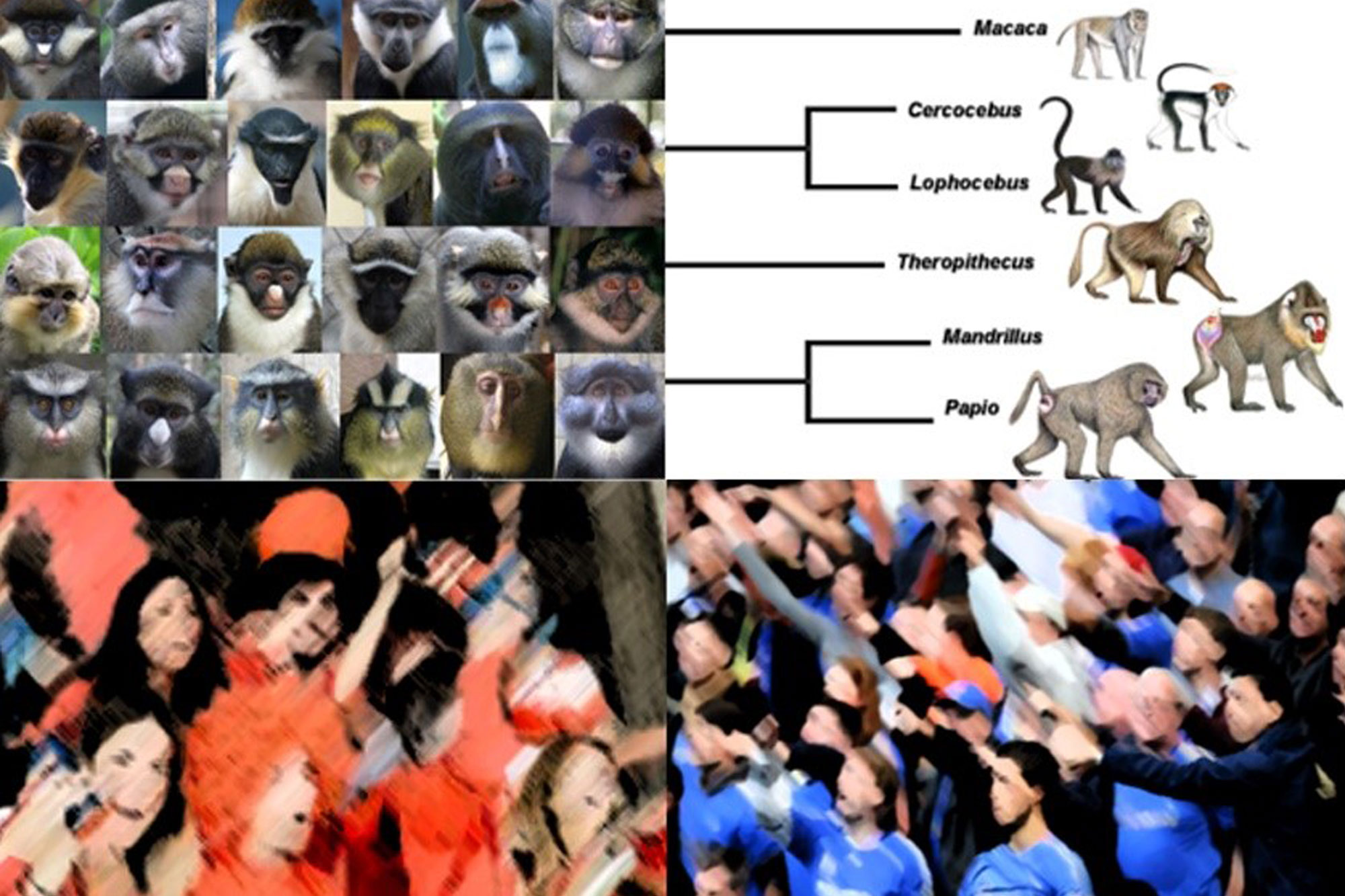 Four images of different species of primate (Professor Elton's talk) and images of football supporters (Dr Newson's talk)