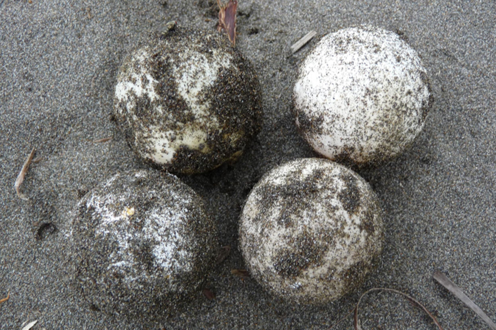 Real sea turtle eggs vs. 3D-printed, GPS-enabled decoy eggs