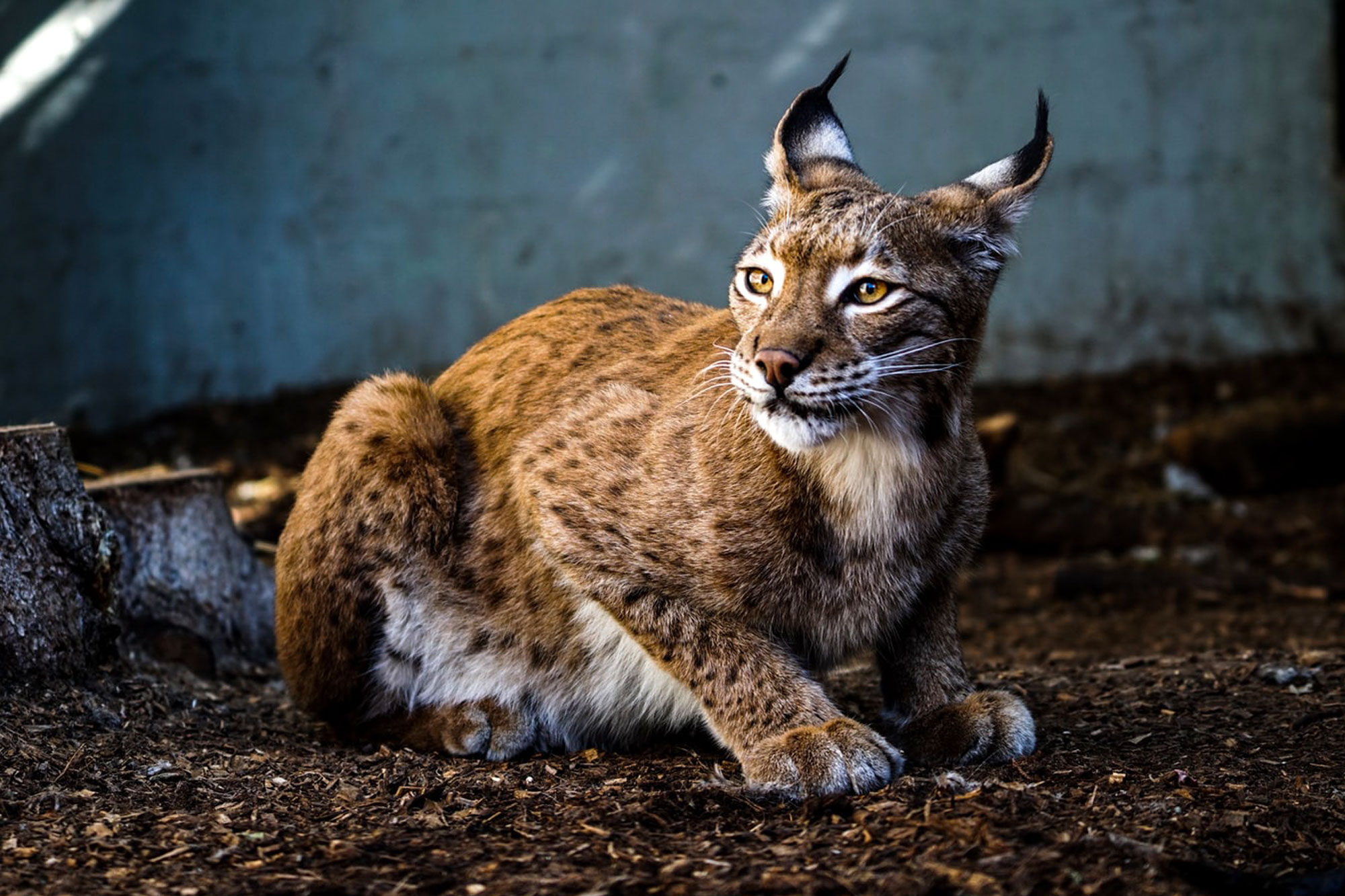 The Lynx UK Trust is working t return the Eurasian Lynx to the UK, where it was hunted to extinction ca. 7000AD