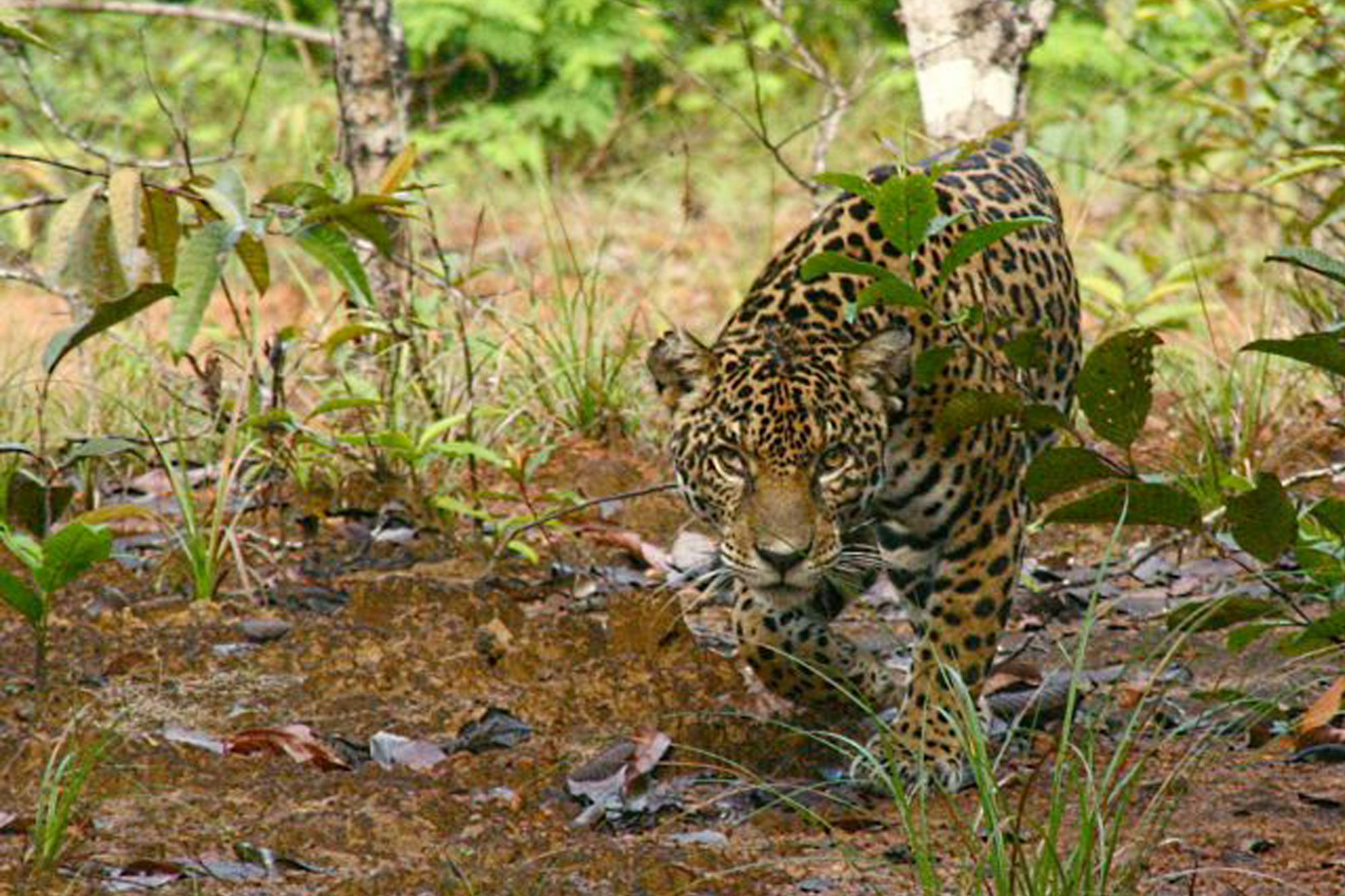 Poised jaguar waiting to strike