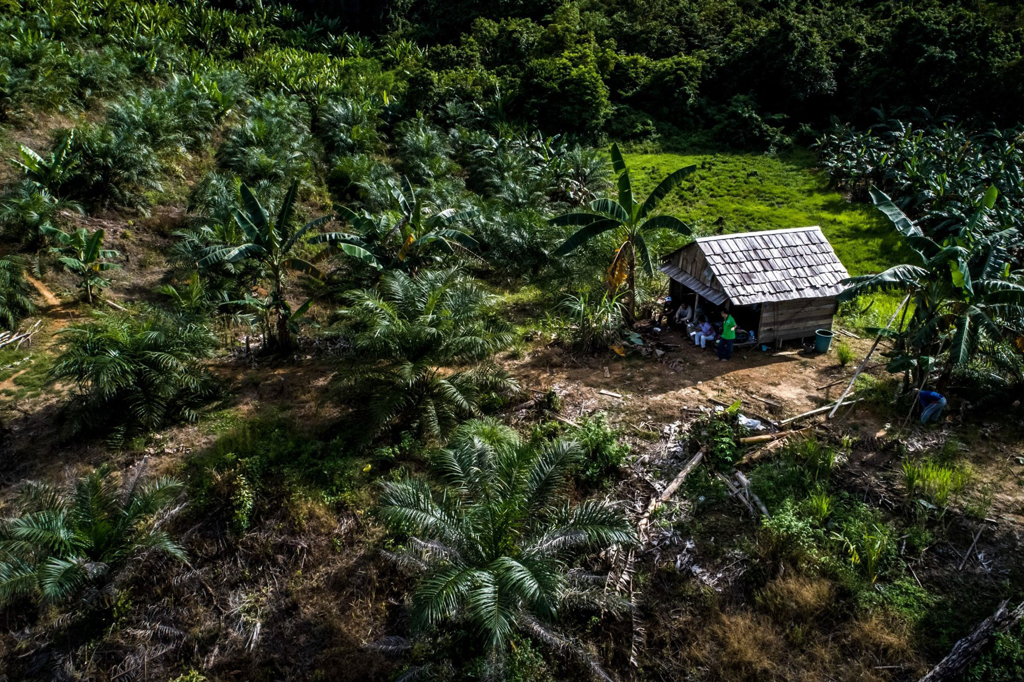 A hut in the middle of oil palm plantations in Buluq Sen village, Kutai Kertanegara District.