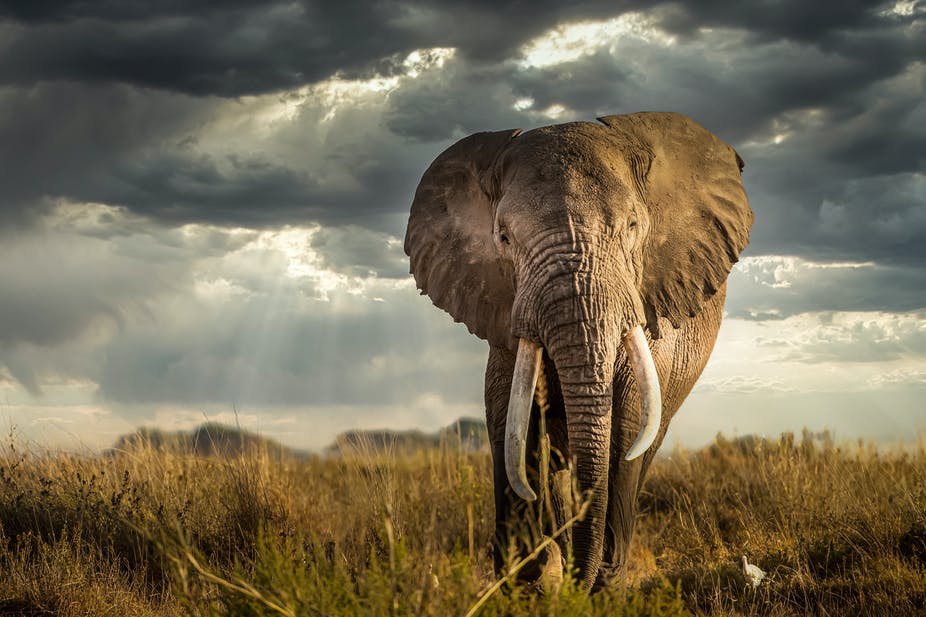 African Elephant in Kenya
