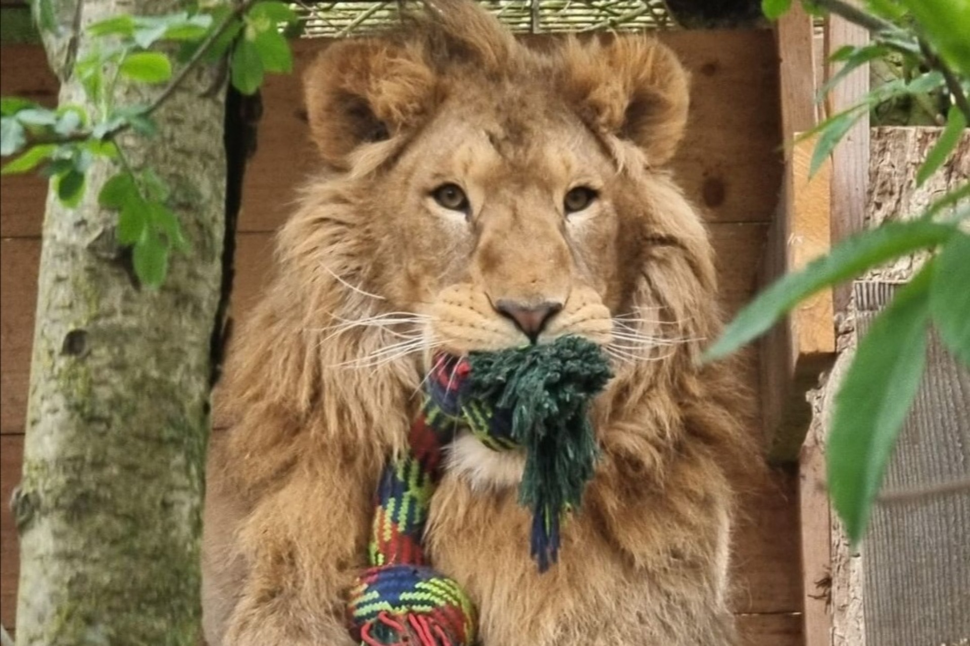 A lion holding a rope in its mouth