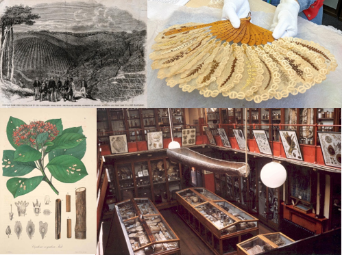 Awakening the past: ethnobotany, collections and history