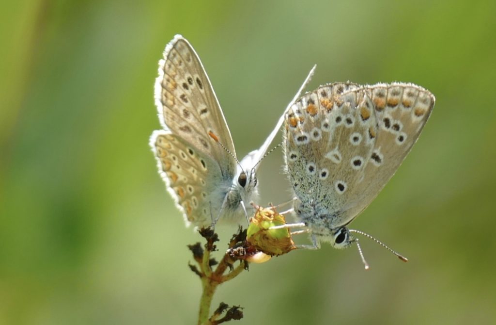 Fully-funded ARIES PhD project: Modelling butterfly abundance at ...