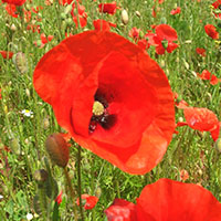 An image of poppies