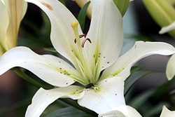 A white lily