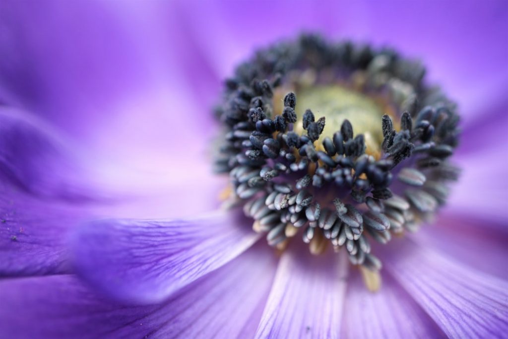 A close up of the inside of a purple flower