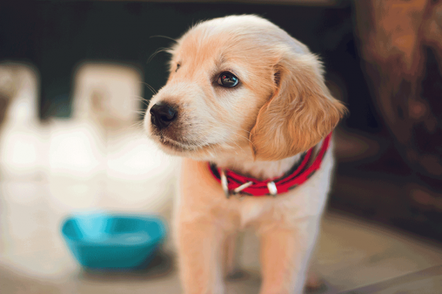 Cute golden retriever puppy standing by bowl