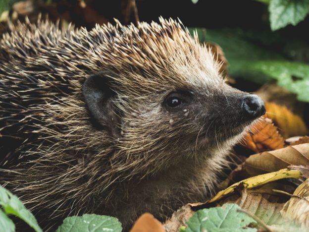close up of hedgehog on leaves