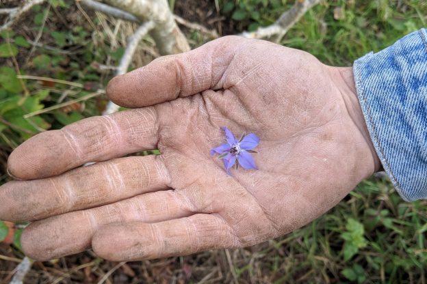 A small purple flower in the palm of a mans hand