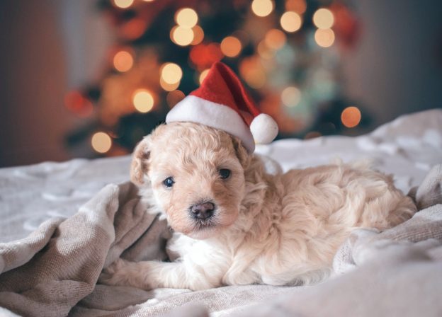 Puppy wearing Christmas hat